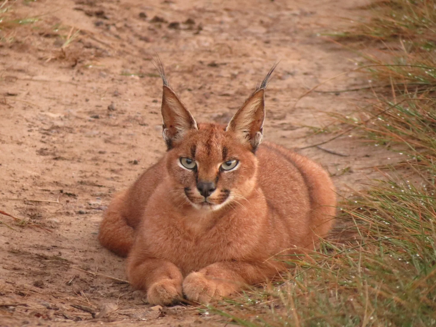 Caracal - 3