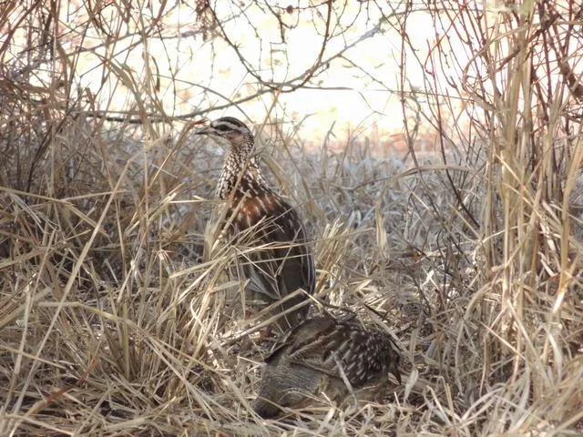 African Wingshooting (Birds)