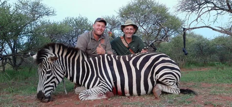 Burchell’s zebra