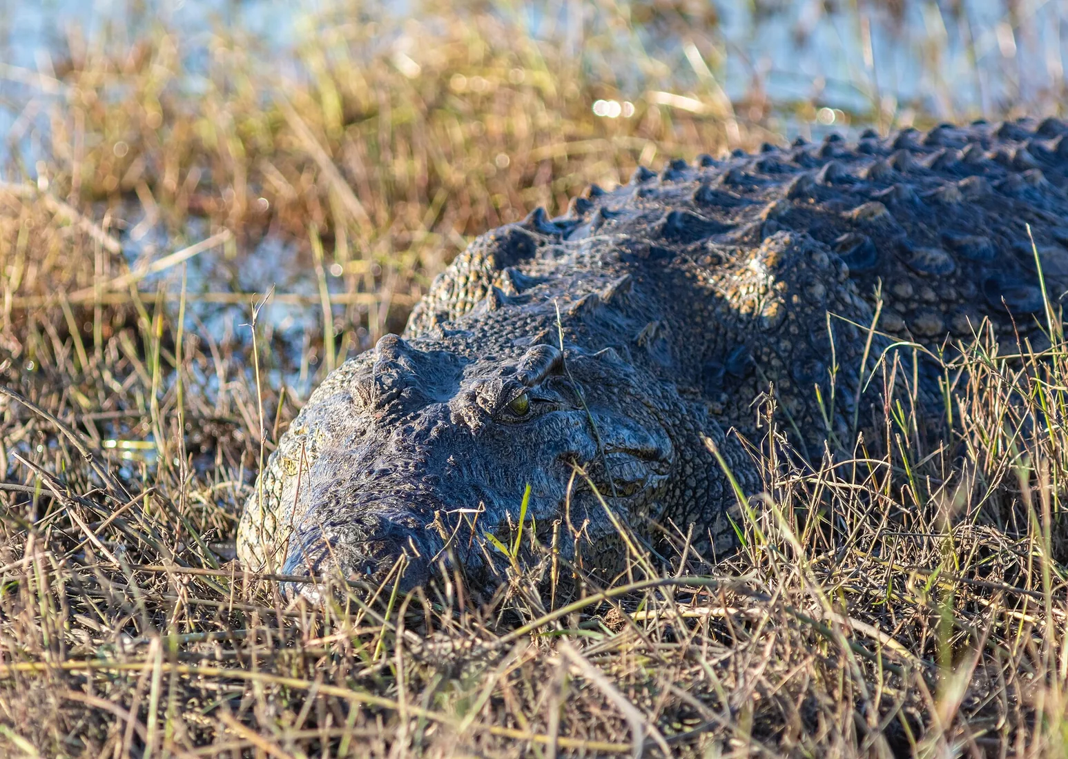 Cocodrilo del Nilo - 3