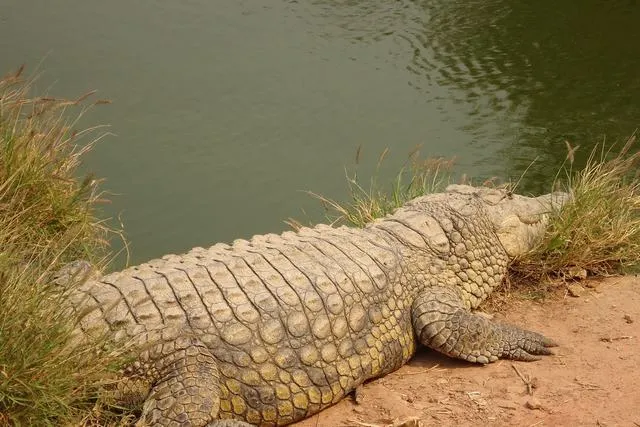 Nile crocodile
