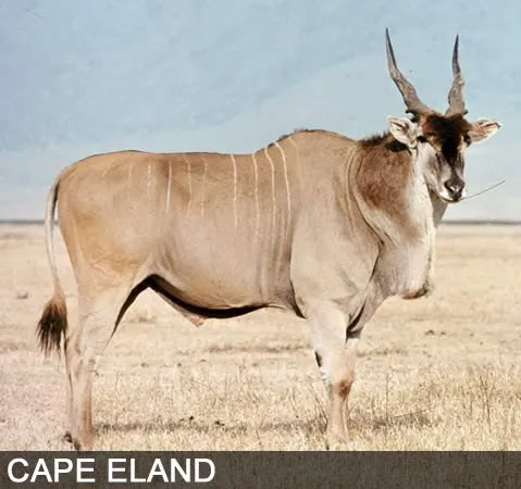 Cape eland