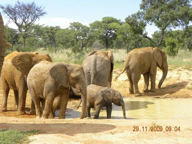 African elephant - 2