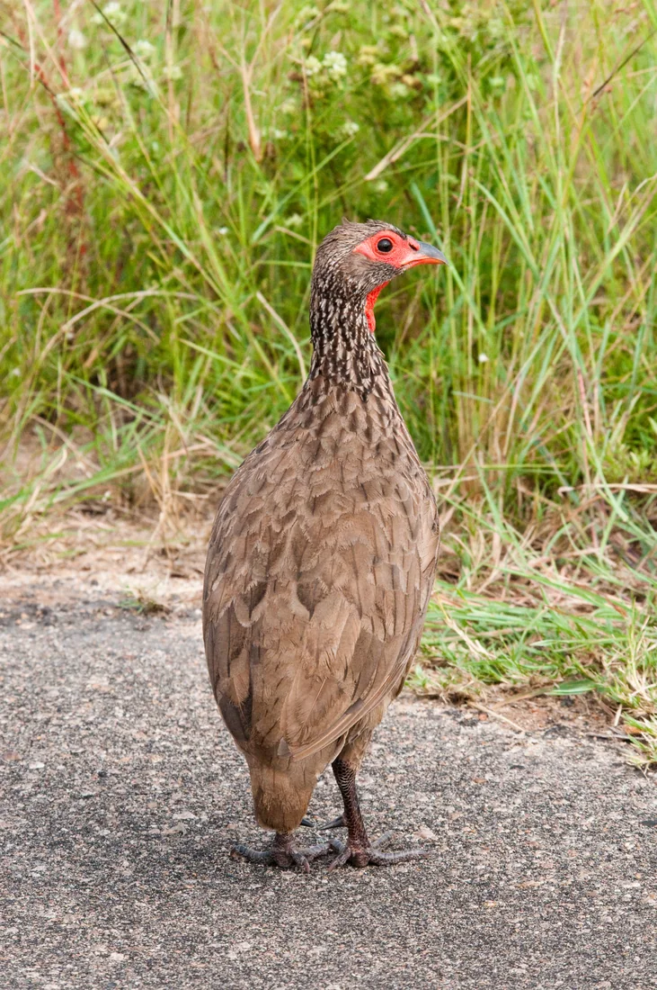 African francolin