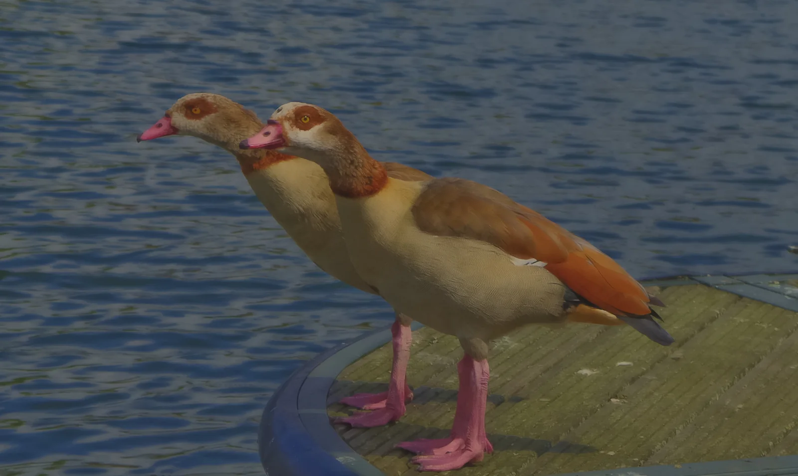 Egyptian goose