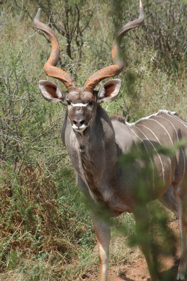 Greater kudu - 3