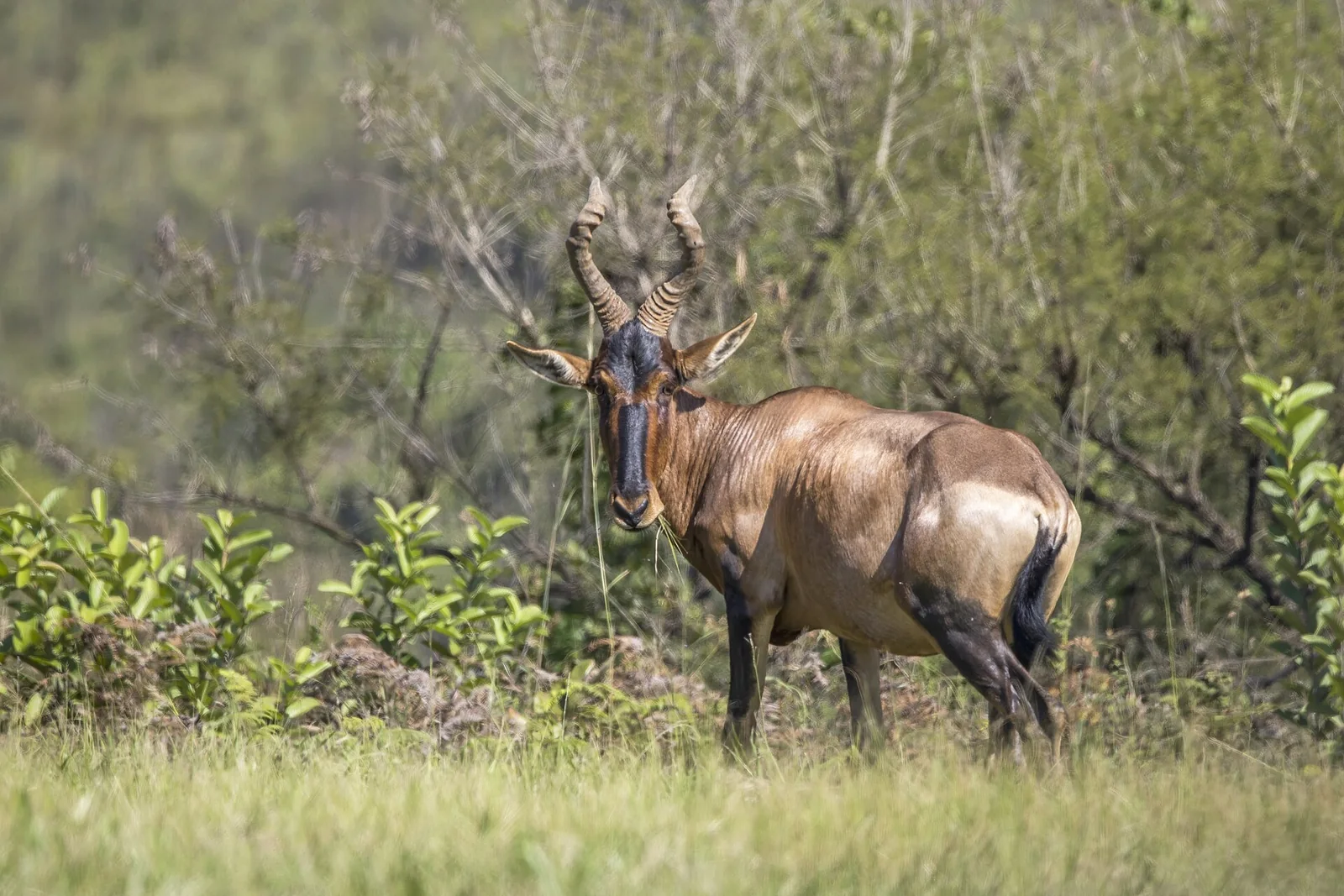 Red hartebeest - 2