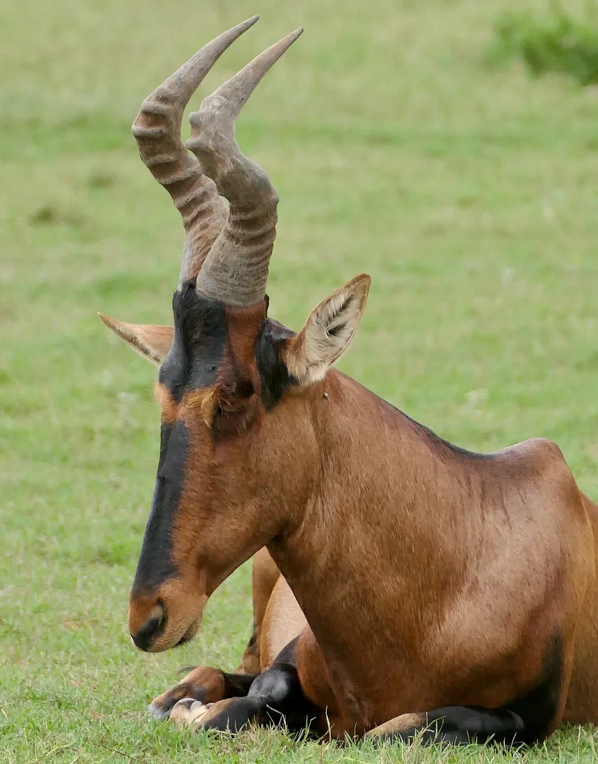 Red hartebeest - 3