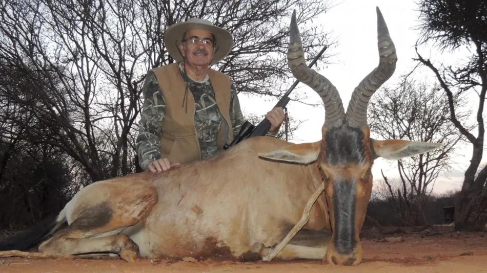 Red hartebeest