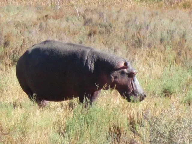 Hippopotamus - 2