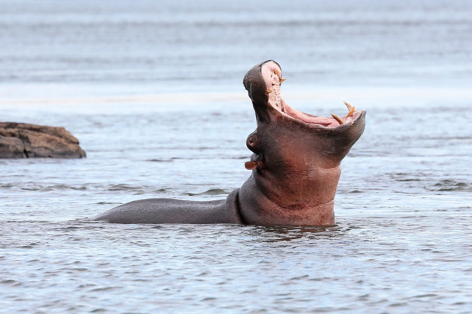 Hippopotamus - 3