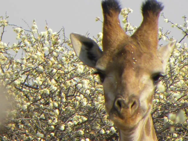 Giraffe - 2