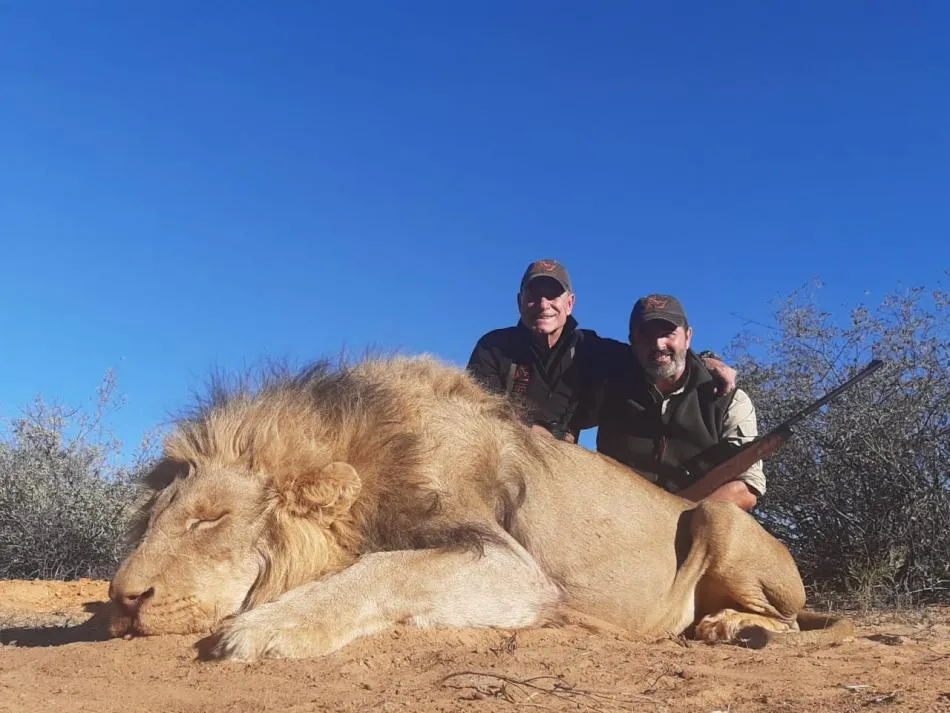 African lion - 3