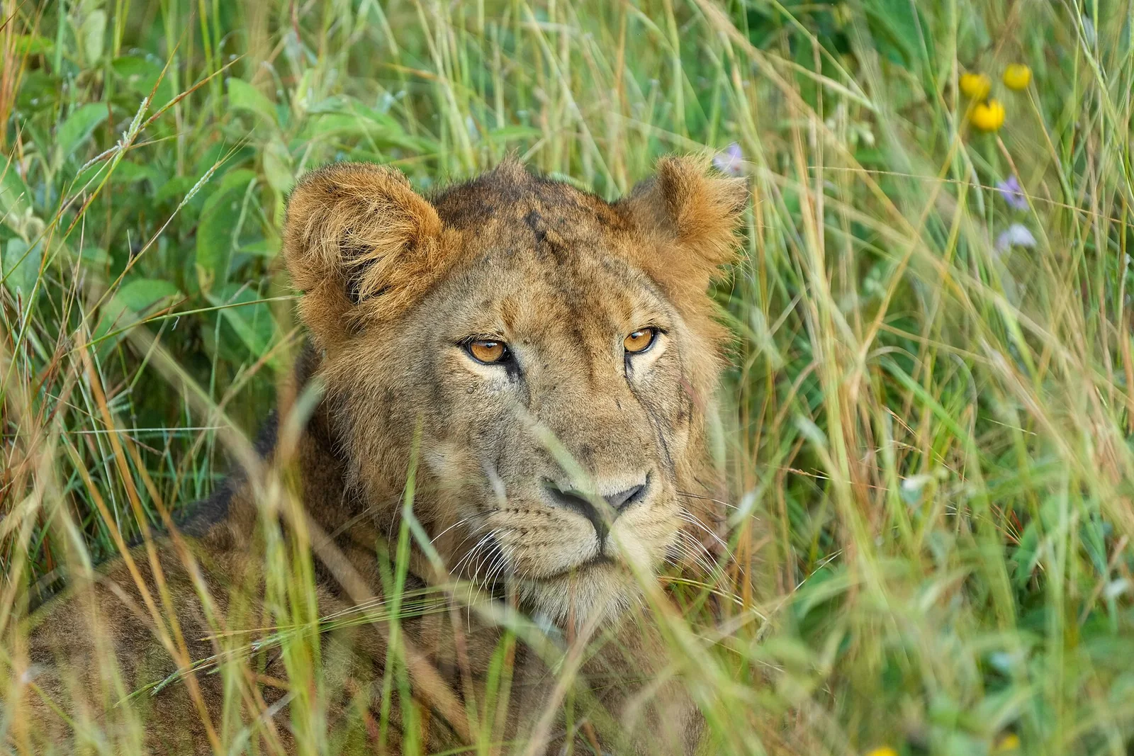 Lioness - 2