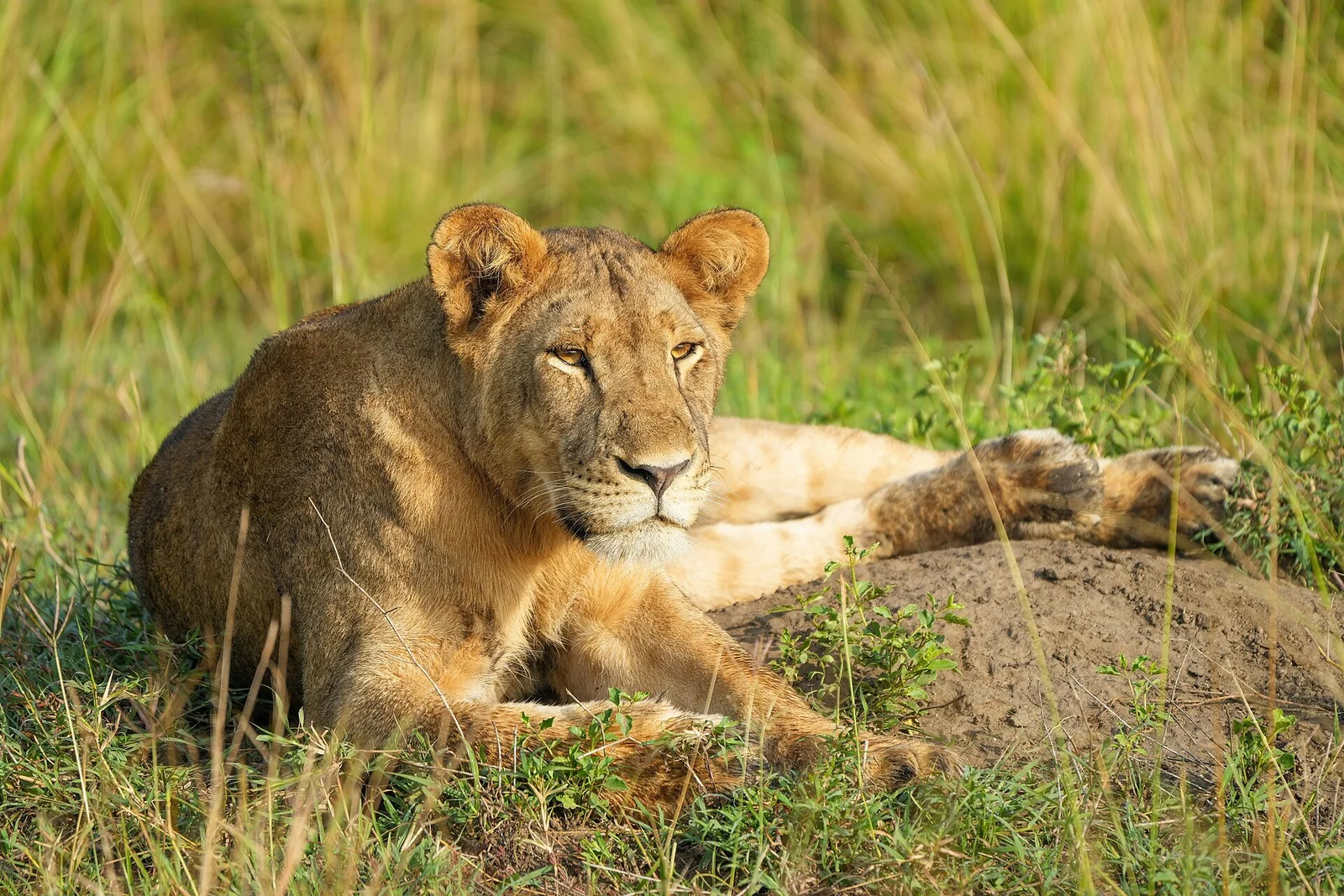 Lioness - 3