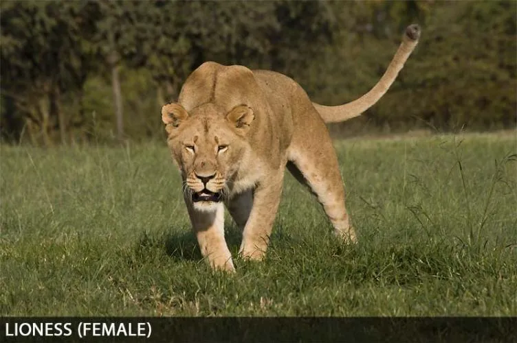 Lioness