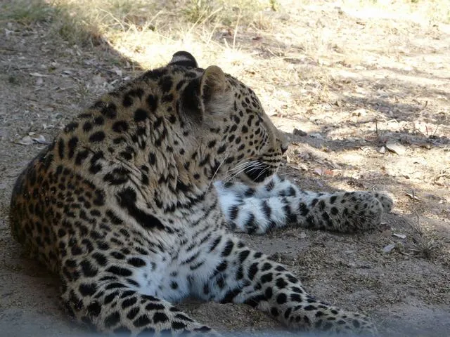 Leopardo africano - 2