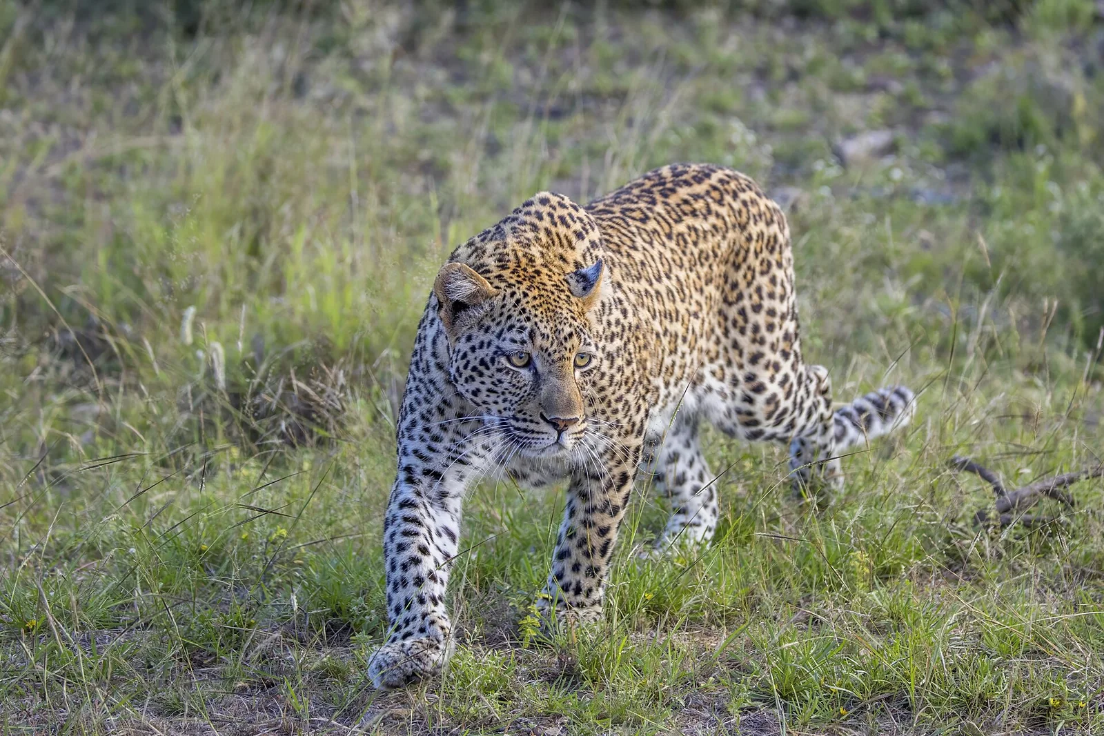 Leopardo africano - 3