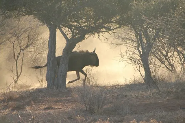 Blue wildebeest - 2