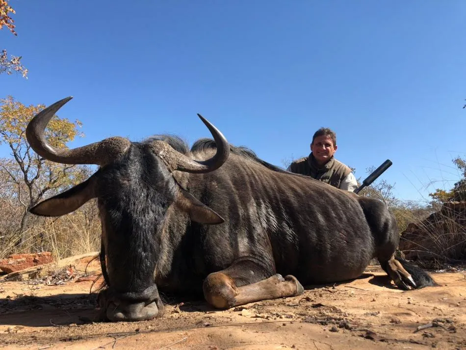 Blue wildebeest - 3