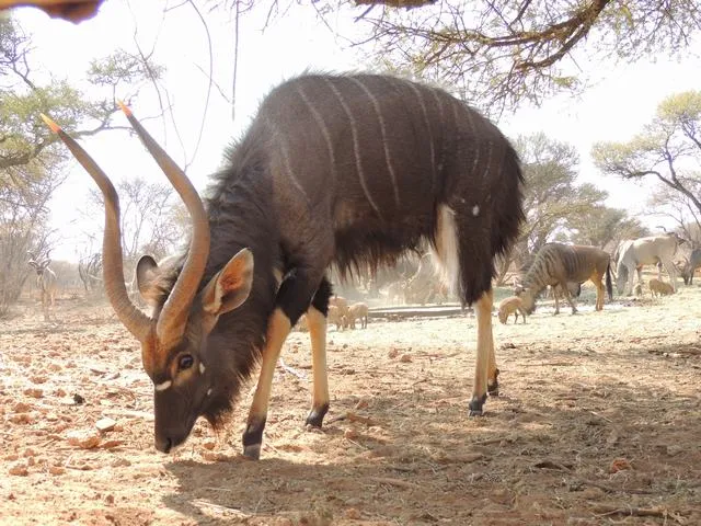 Nyala