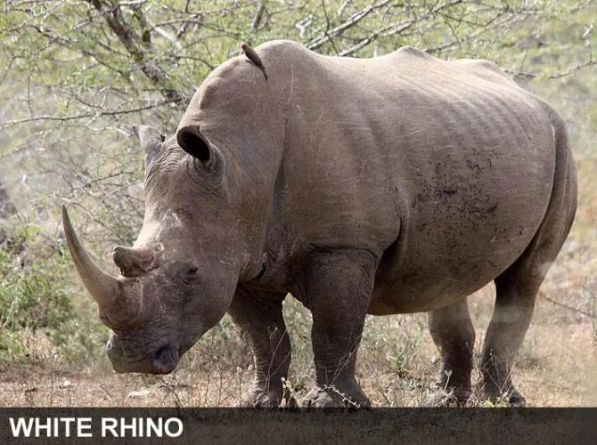 White and black rhinoceros