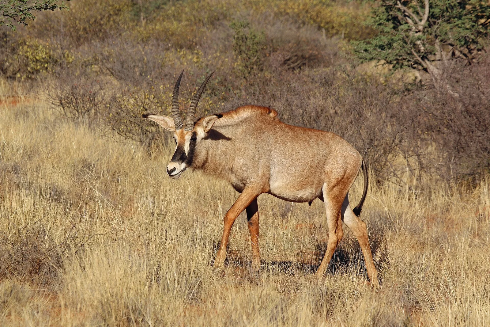 Roan antelope - 2