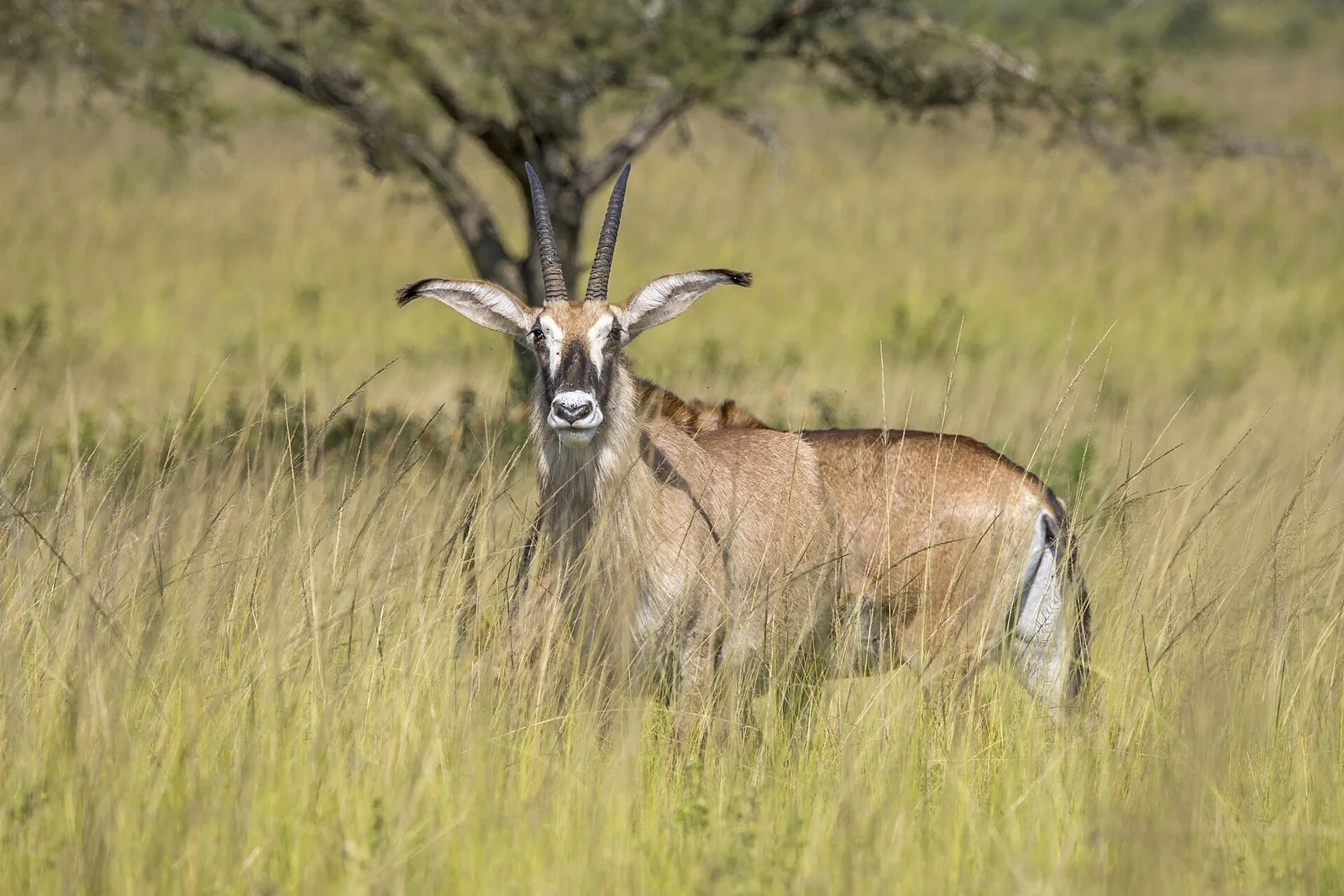 Roan antelope - 3