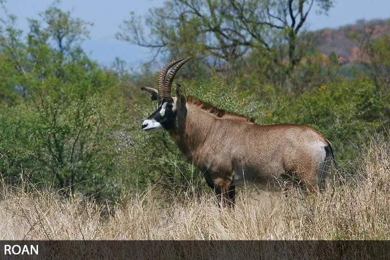 Roan antelope