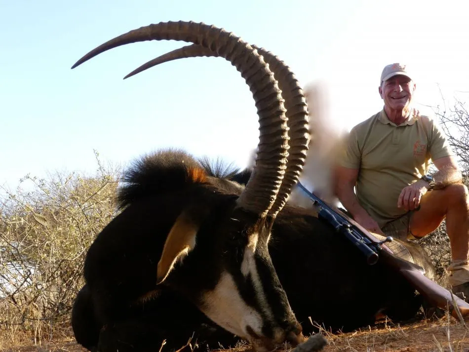 Sable africano - 2