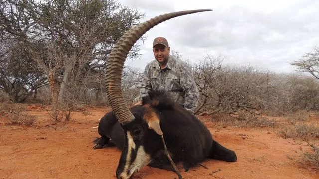 Sable africano - 3