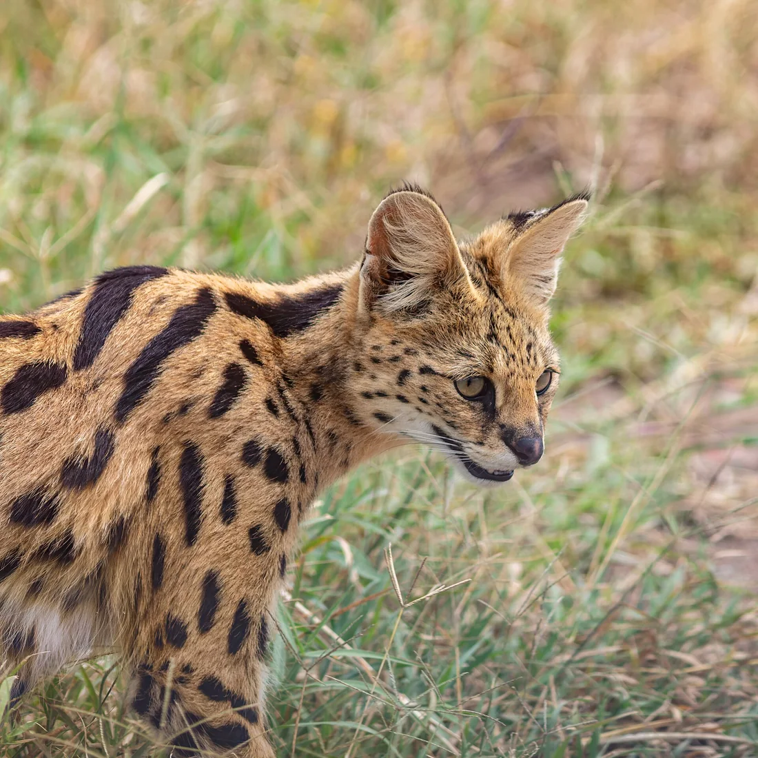 Serval - 3