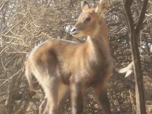 Waterbuck - 2