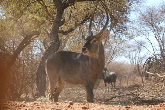 Waterbuck