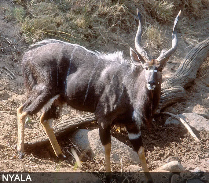 Nyala