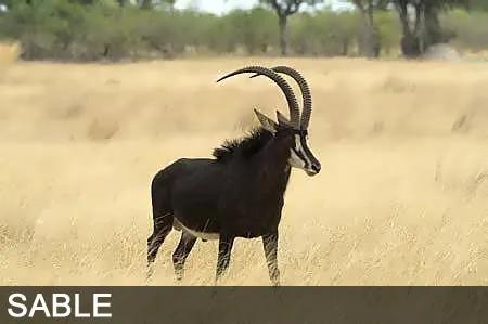 Sable africano