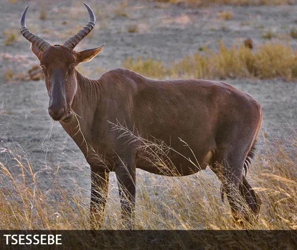 Tsessebe