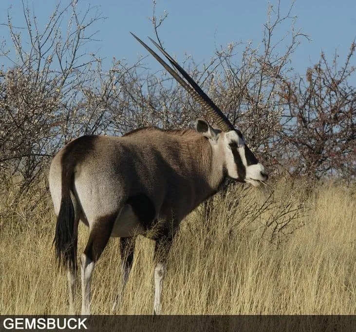 Oryx