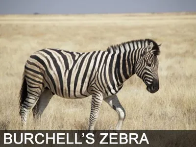 Cebra de Burchell