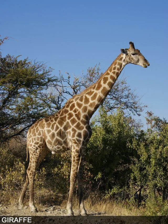 Jirafa