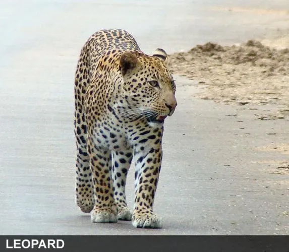 Leopardo africano