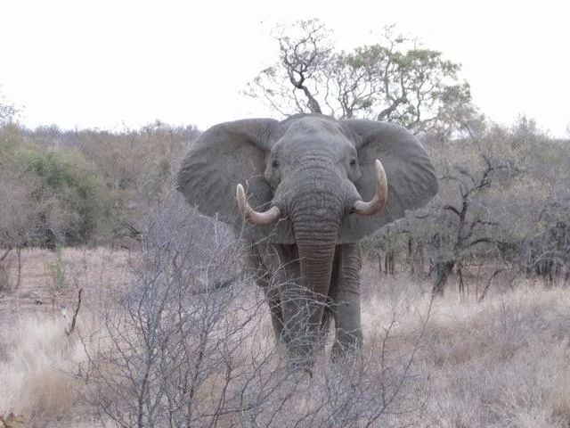 Elefante africano