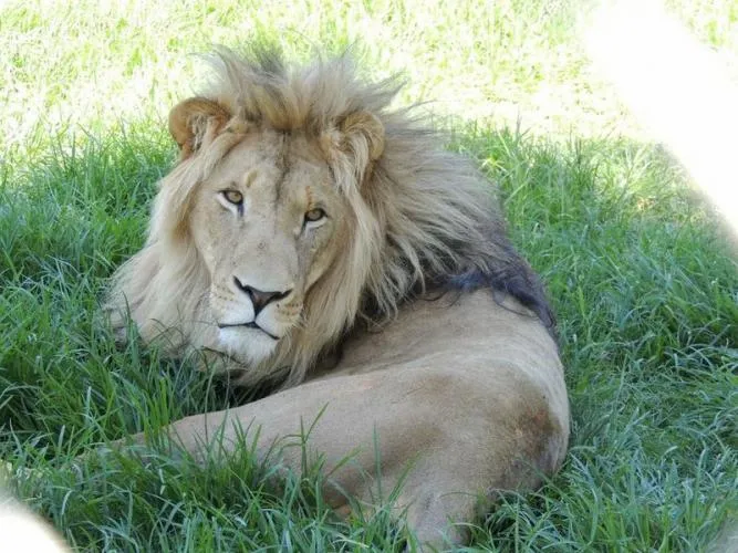 León africano