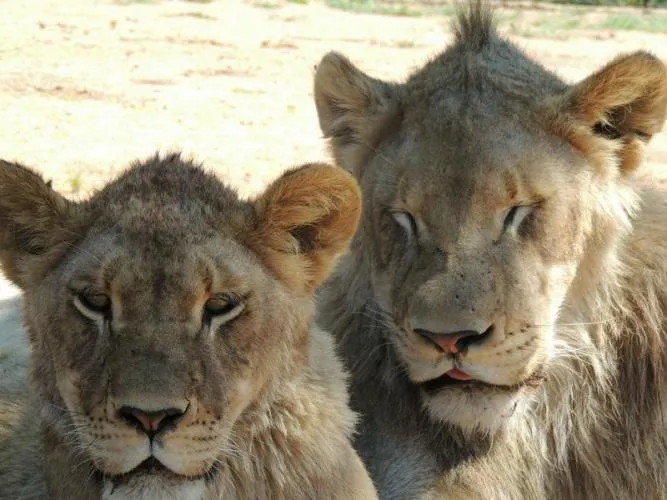 León africano