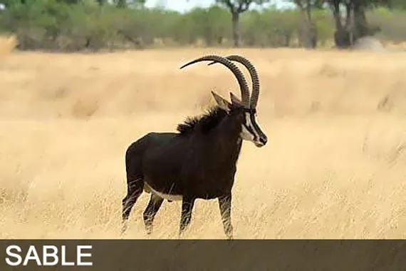 Antelopes