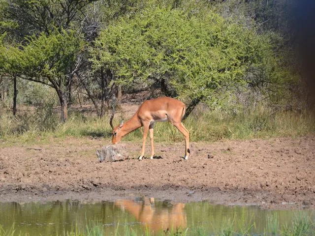 Impala