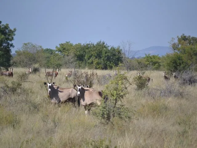 Oryx