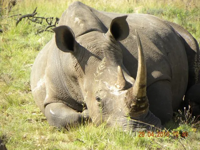White and black rhinoceros