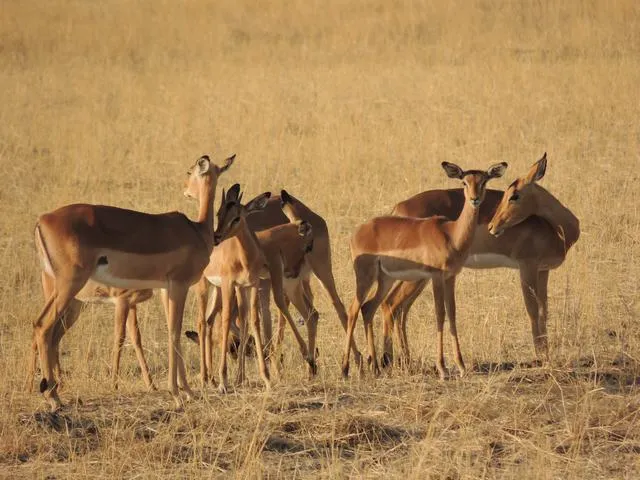 Impala