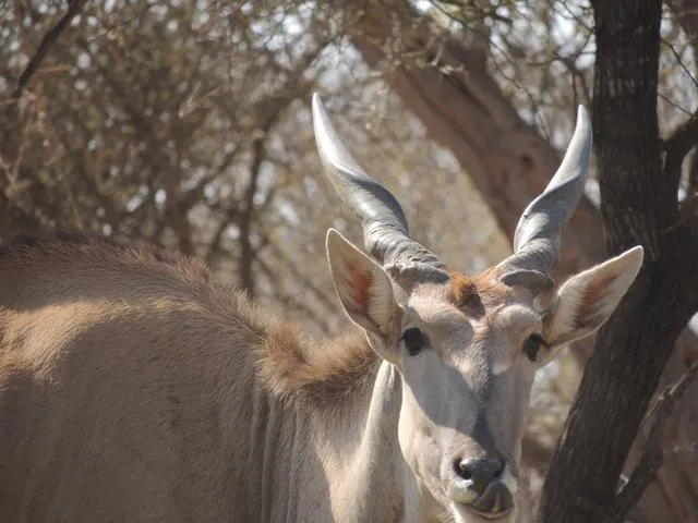 Eland del Cabo